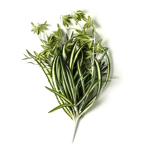 Variegated Spider Bush Classic Greenery Collection by Ashland®